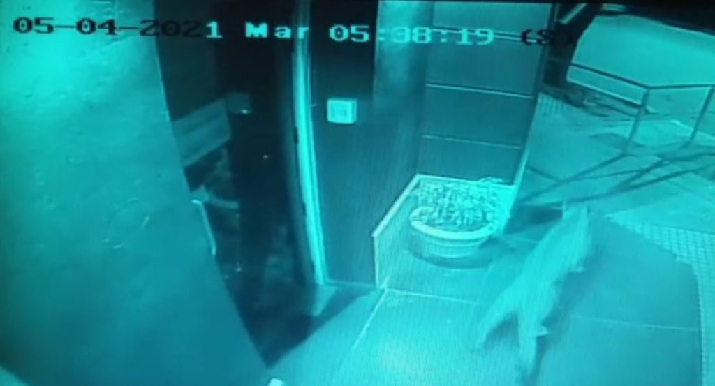 Un puma suelto en Río Primero rompió la puerta del municipio