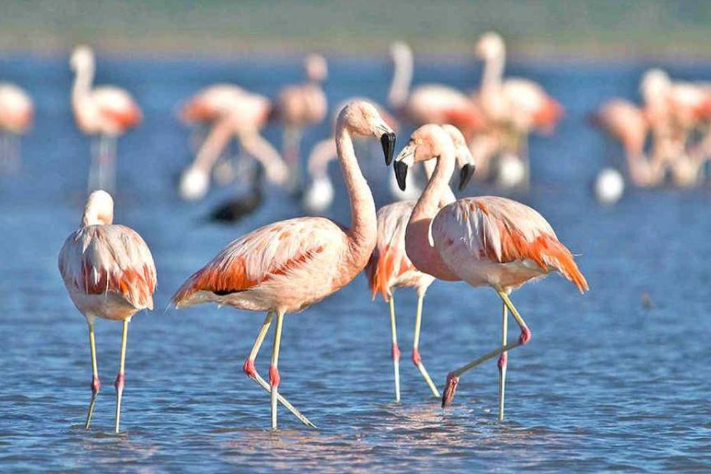 El Senado aprobó la creación del Parque Nacional Ansenuza