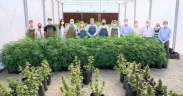 Cannabis Conicet, la empresa pública que venderá semillas para la industria medicinal