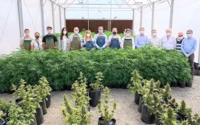 Cannabis Conicet, la empresa pública que venderá semillas para la industria medicinal