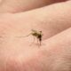 Es el cuarto caso de dengue autóctono en lo que va de la temporada.