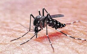 Entre octubre de 2023 y marzo de 2024 ya reportaron más de 14 mil casos de dengue en la provincia de Córdoba.